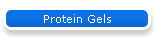 Protein Gels
