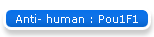 Anti- human : Pou1F1