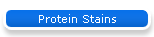 Protein Stains