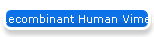 Recombinant Human Vimentin