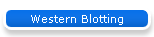 Western Blotting